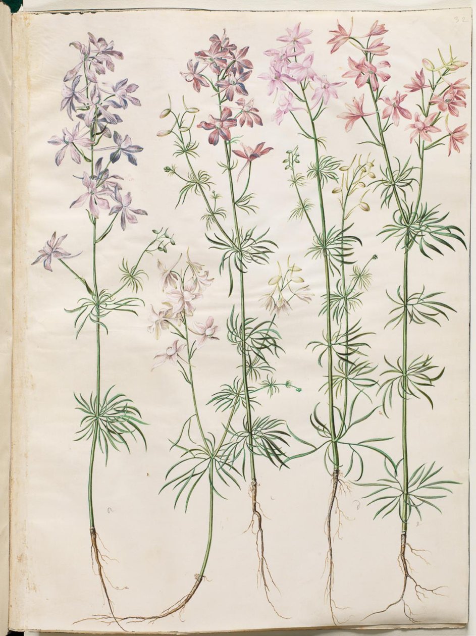 Consolida regalis (speronella dei campi) da Hans Simon Holtzbecker
