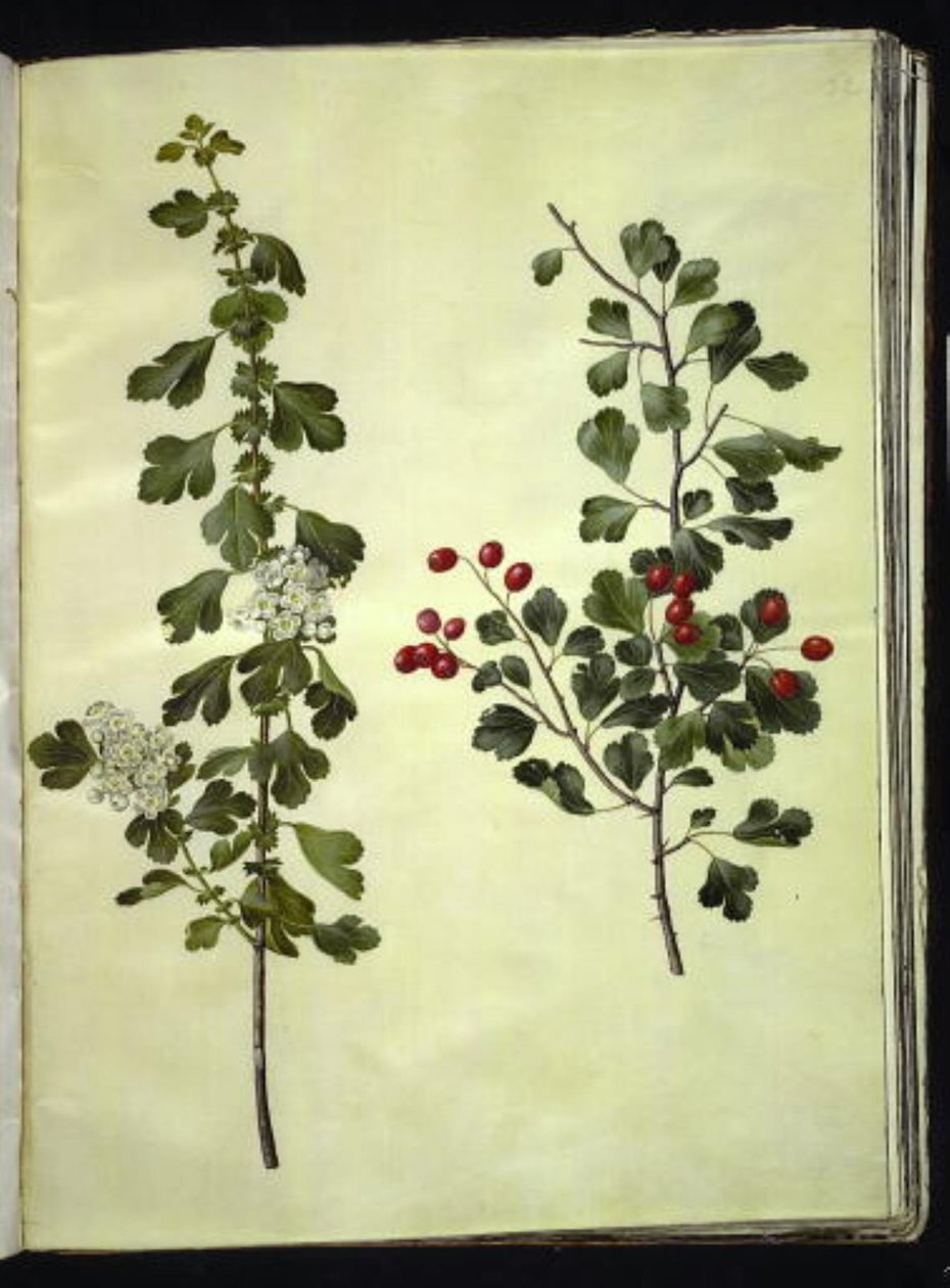 Crataegus laevigata da Hans Simon Holtzbecker