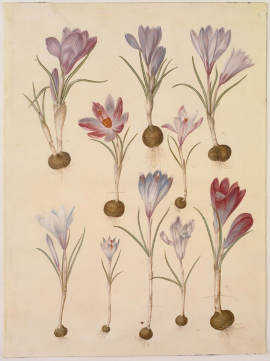 Crocus vernus (crocus di primavera) da Hans Simon Holtzbecker