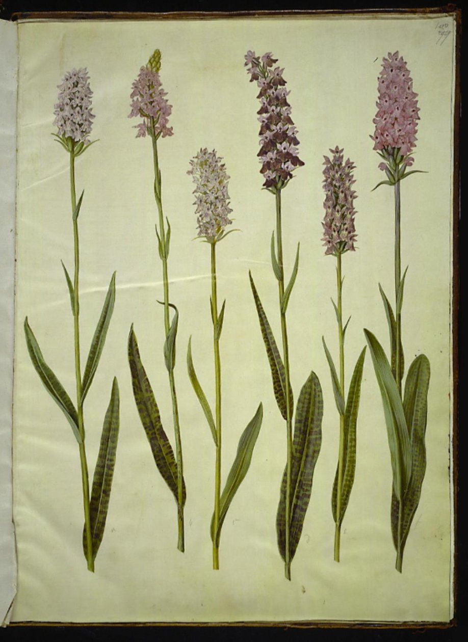 Dactylorhiza maculata (orchidea maculata) da Hans Simon Holtzbecker