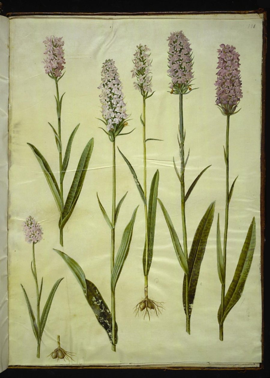 Dactylorhiza maculata (orchidea maculata) da Hans Simon Holtzbecker