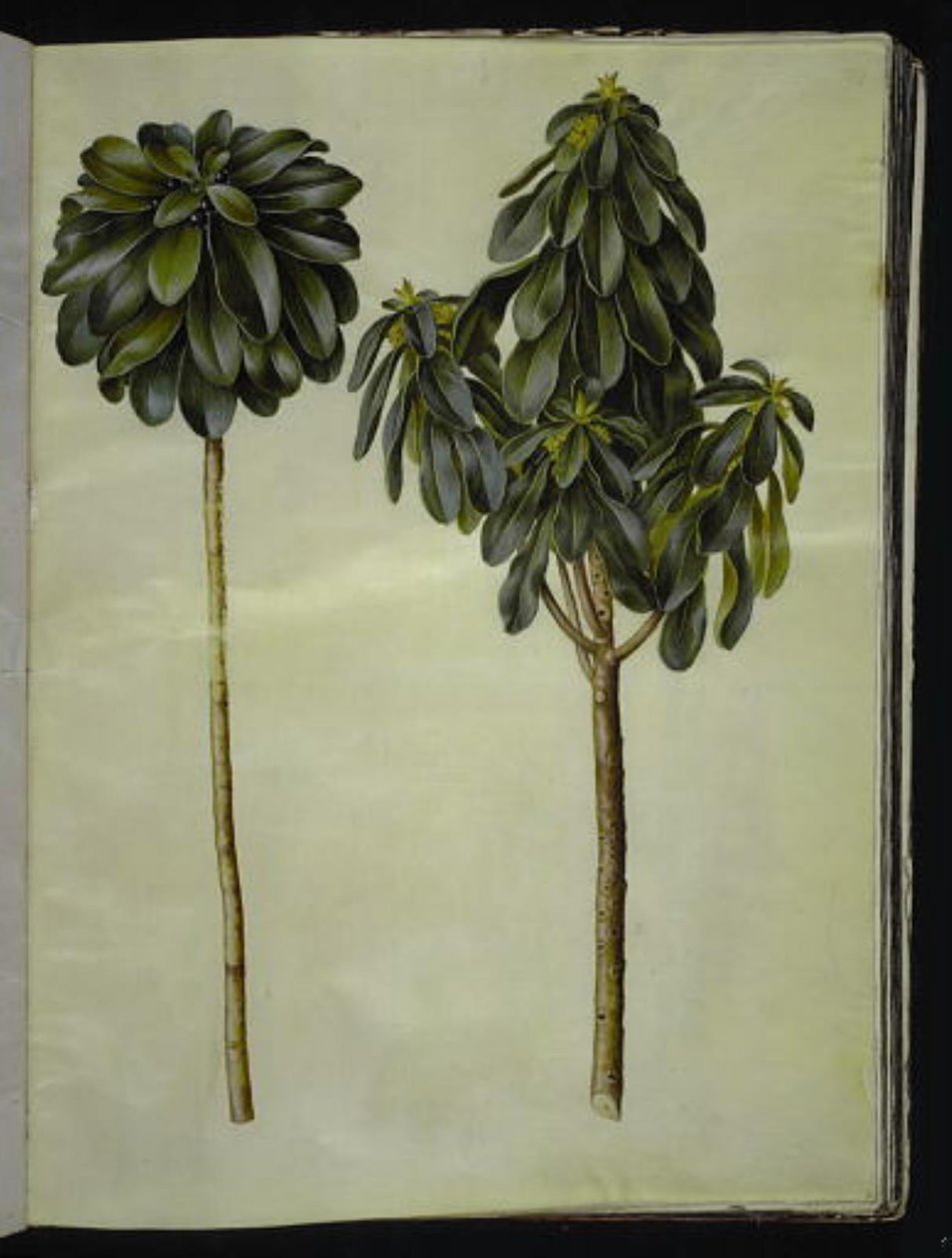 Daphne laureola (lauro-dafne) da Hans Simon Holtzbecker