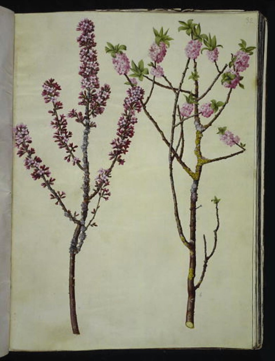 Daphne mezereum (mezereo) da Hans Simon Holtzbecker