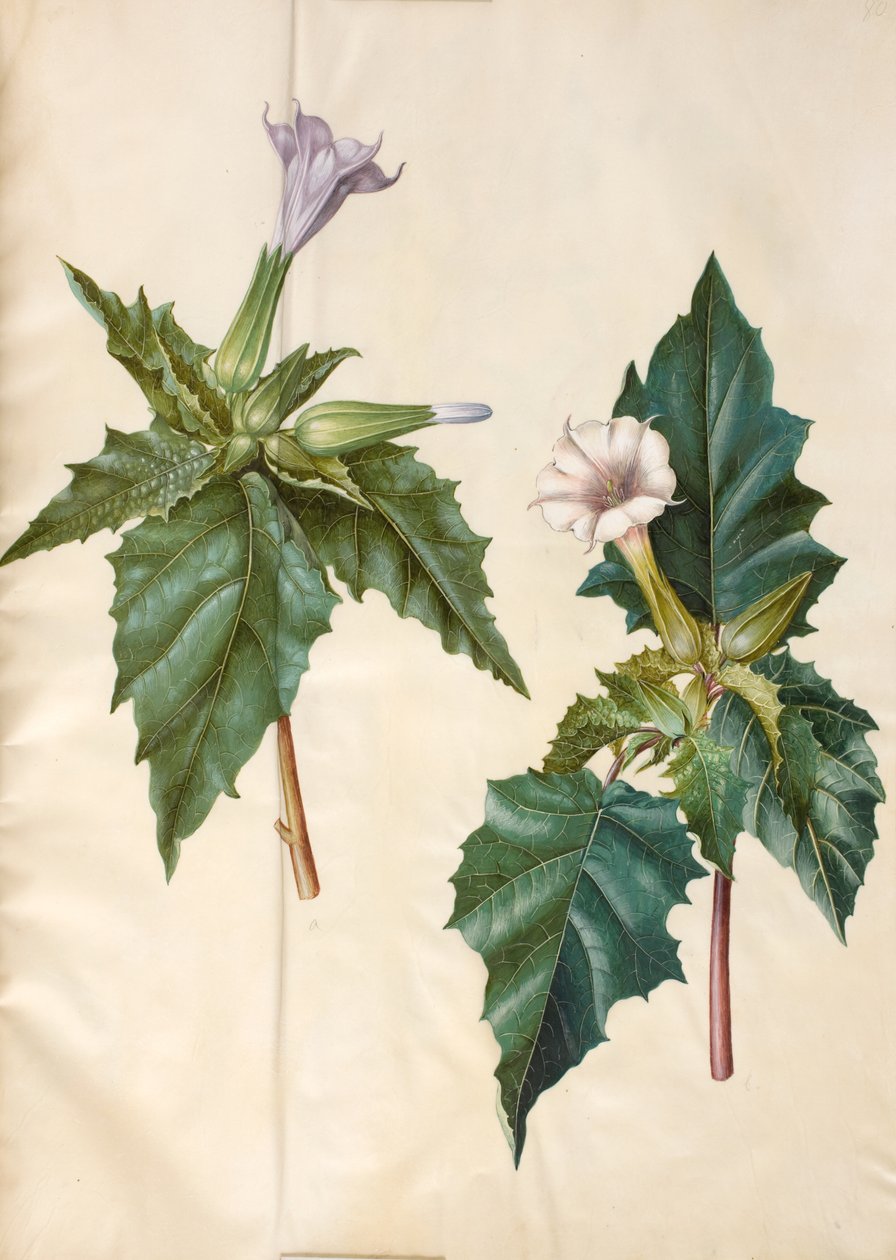 Datura stramonium (stramonio comune) da Hans Simon Holtzbecker