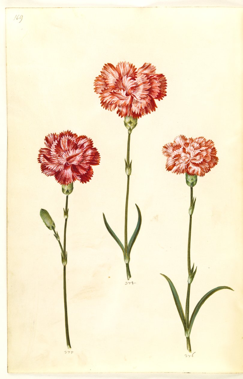 Dianthus caryophyllus (garofano) da Hans Simon Holtzbecker