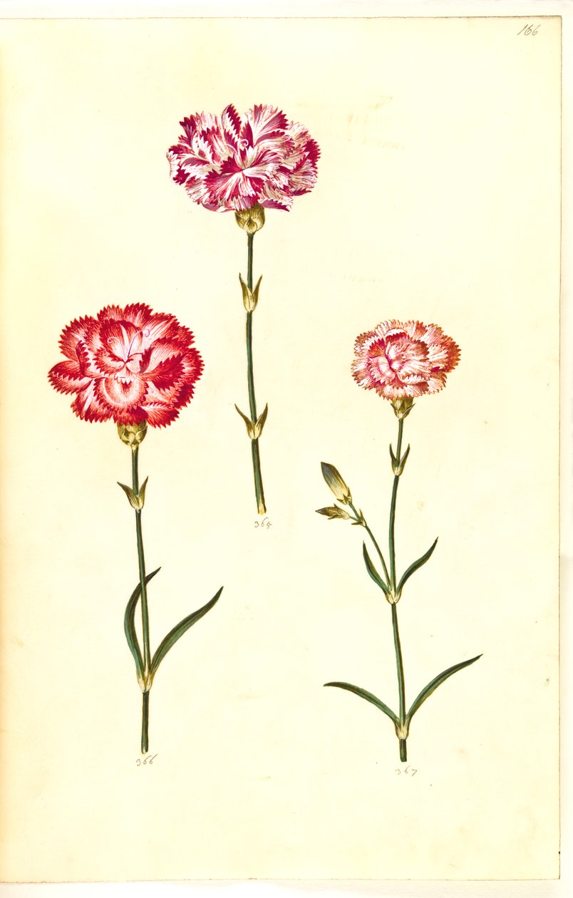 Dianthus caryophyllus (garofano) da Hans Simon Holtzbecker