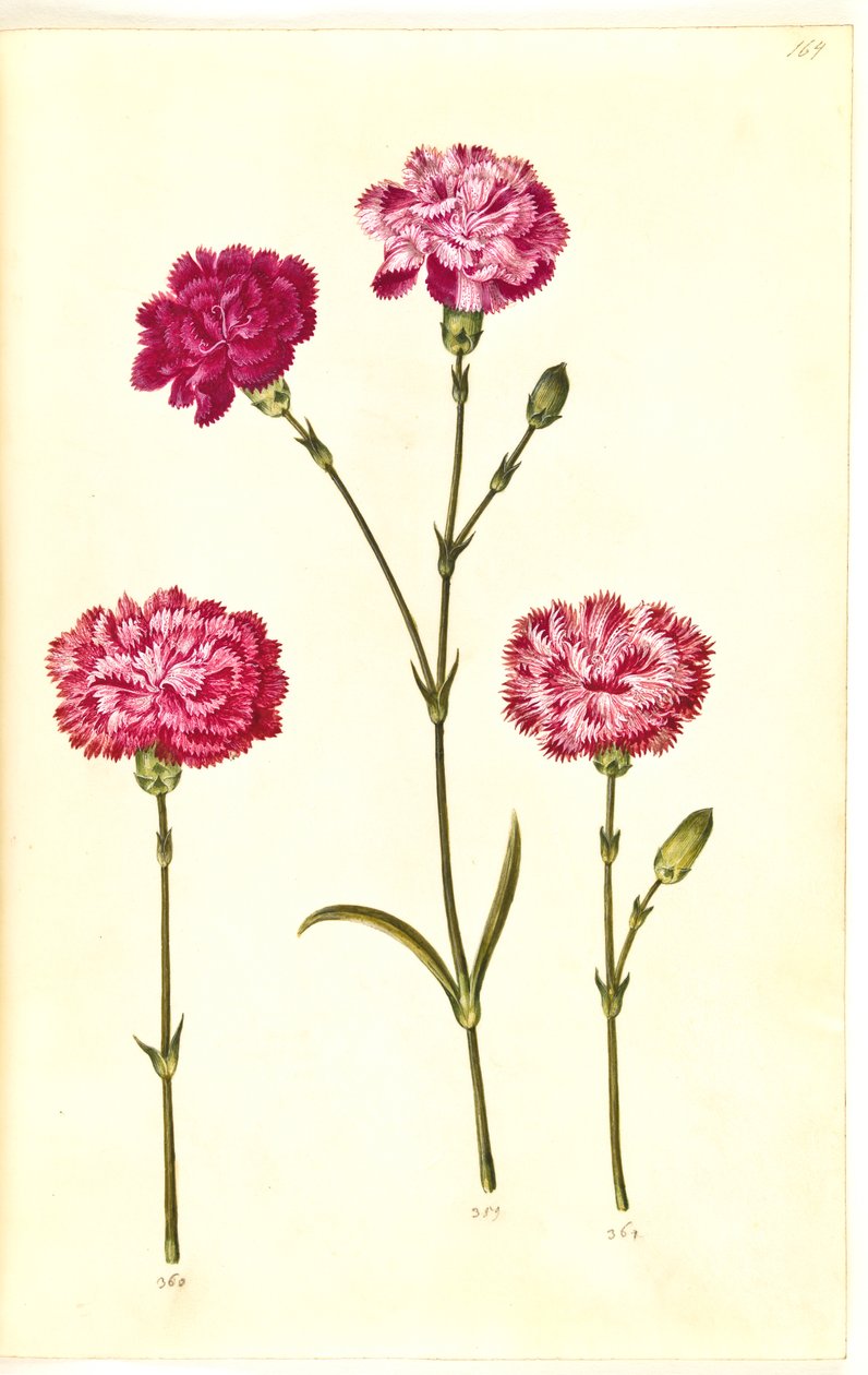Dianthus caryophyllus (garofano) da Hans Simon Holtzbecker