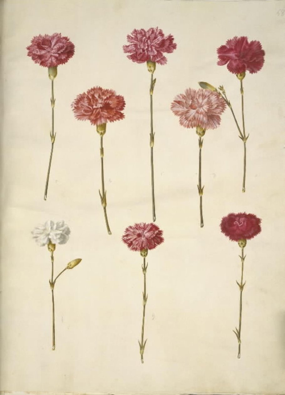 Dianthus caryophyllus (garofano) da Hans Simon Holtzbecker