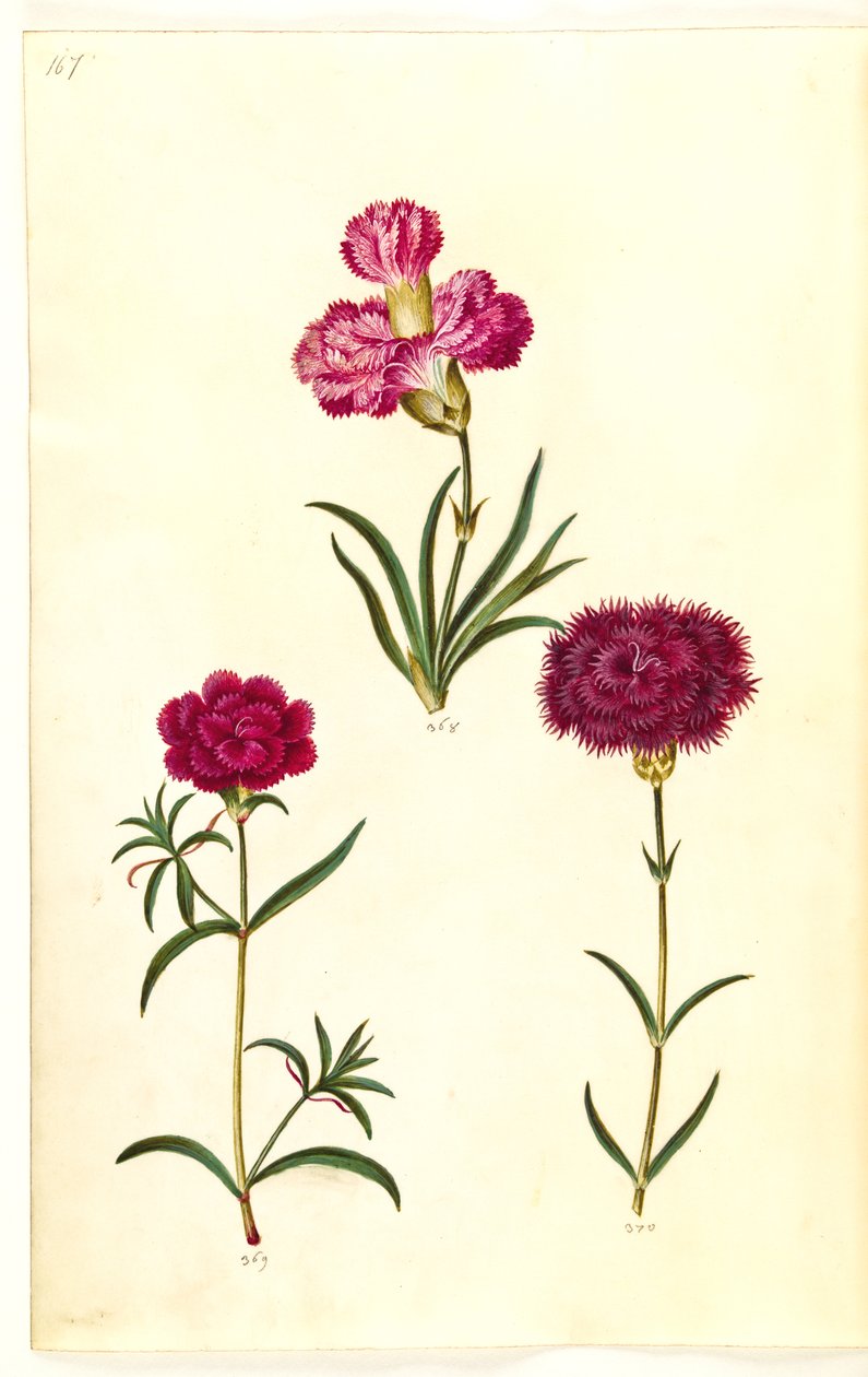 Dianthus caryophyllus (garofano) da Hans Simon Holtzbecker