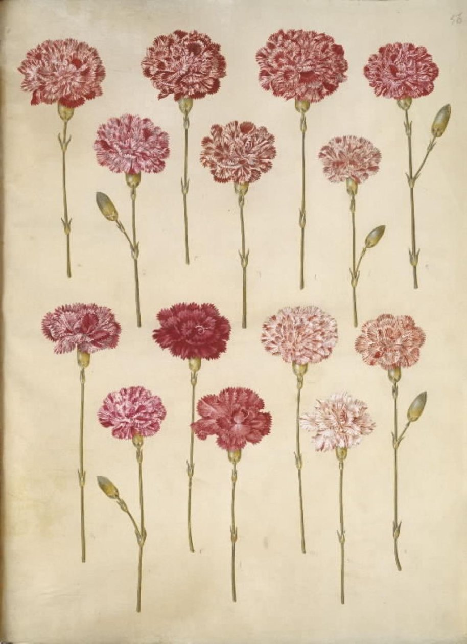 Dianthus caryophyllus (garofano) da Hans Simon Holtzbecker