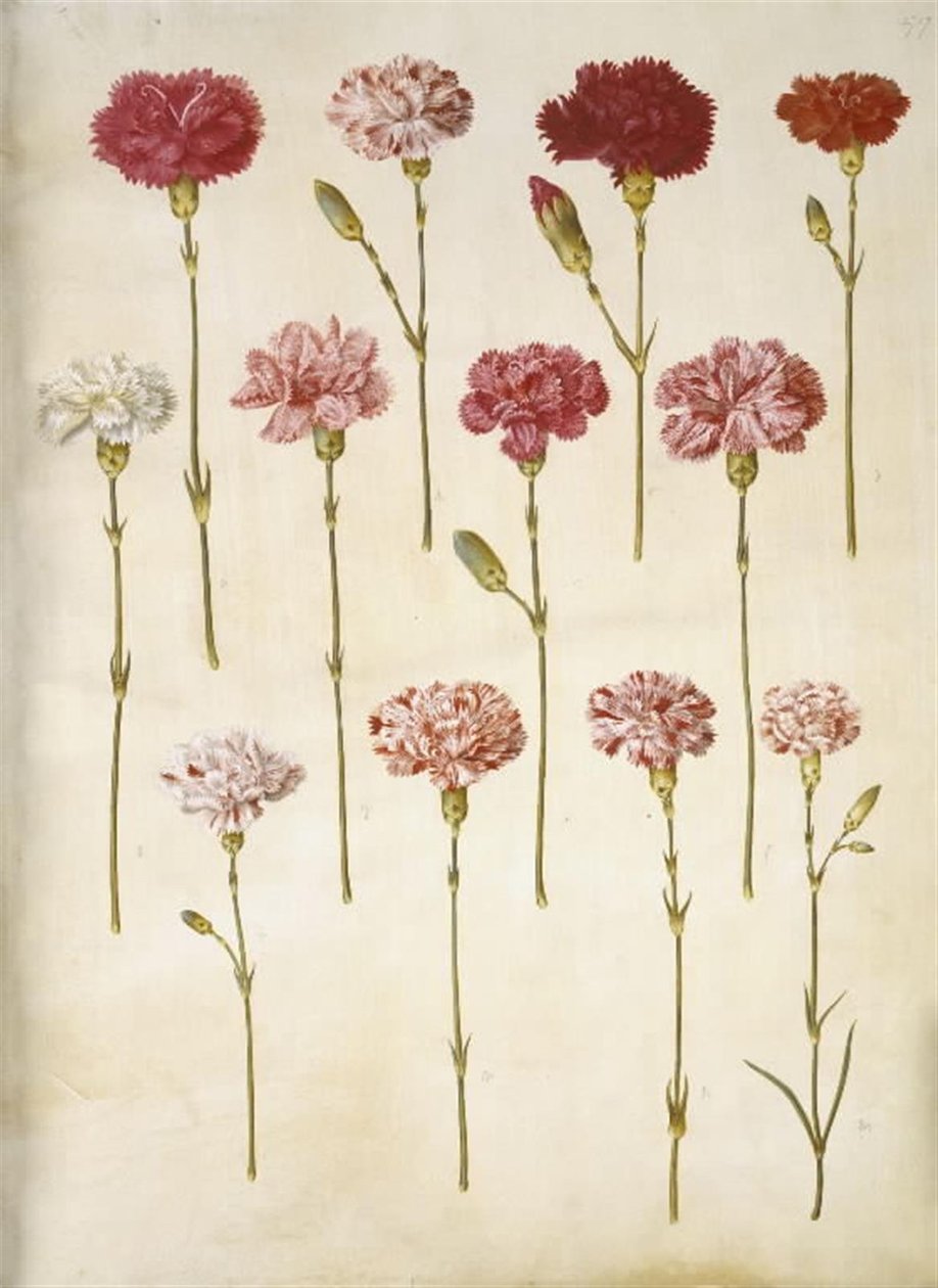 Dianthus caryophyllus (garofano) da Hans Simon Holtzbecker