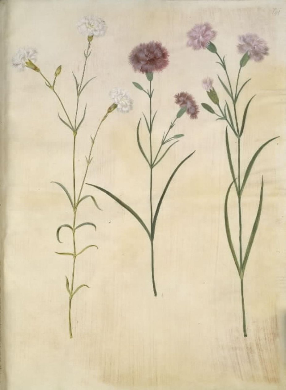 Dianthus plumarius (garofano piumato) da Hans Simon Holtzbecker