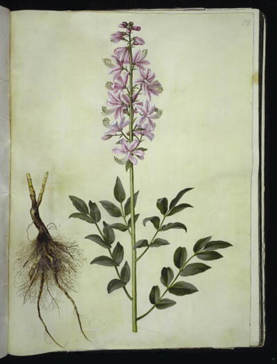 Dictamnus albus (dittamo bianco) da Hans Simon Holtzbecker