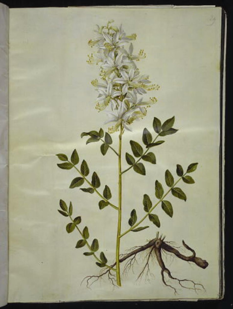 Dictamnus albus (dittamo bianco) da Hans Simon Holtzbecker