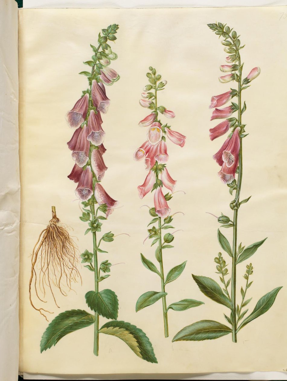 Digitalis purpurea (digitale comune) da Hans Simon Holtzbecker
