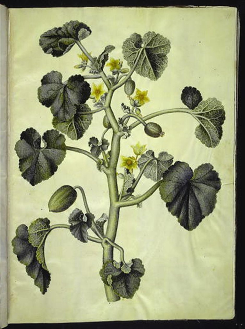 Ecballium elaterium (cetriolo selvatico) da Hans Simon Holtzbecker