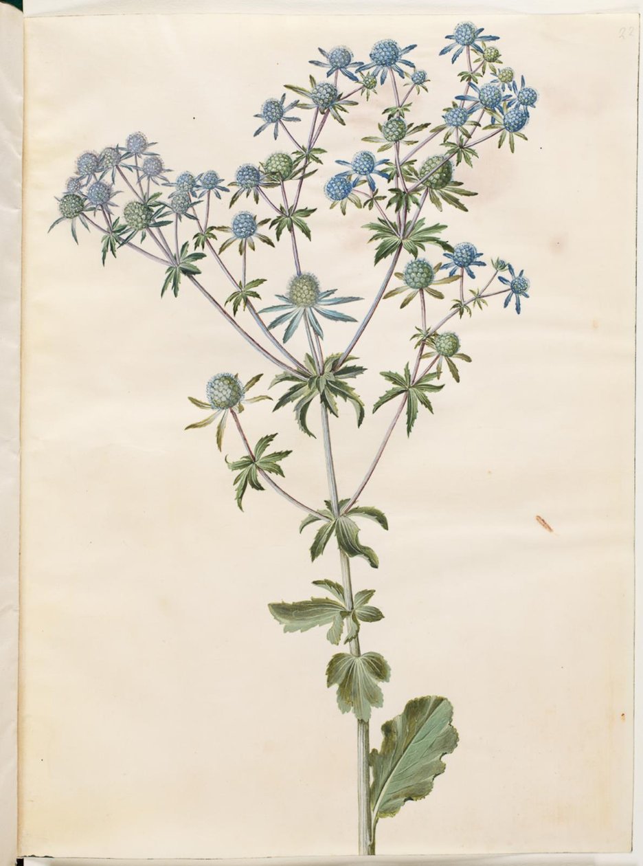 Eryngium planum (mandrino da giardino) da Hans Simon Holtzbecker