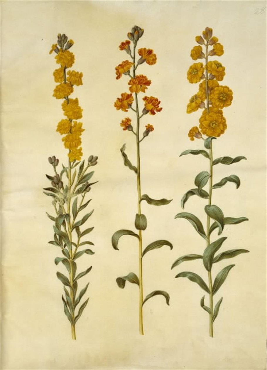 Erysimum cheiri (violaciocca) da Hans Simon Holtzbecker