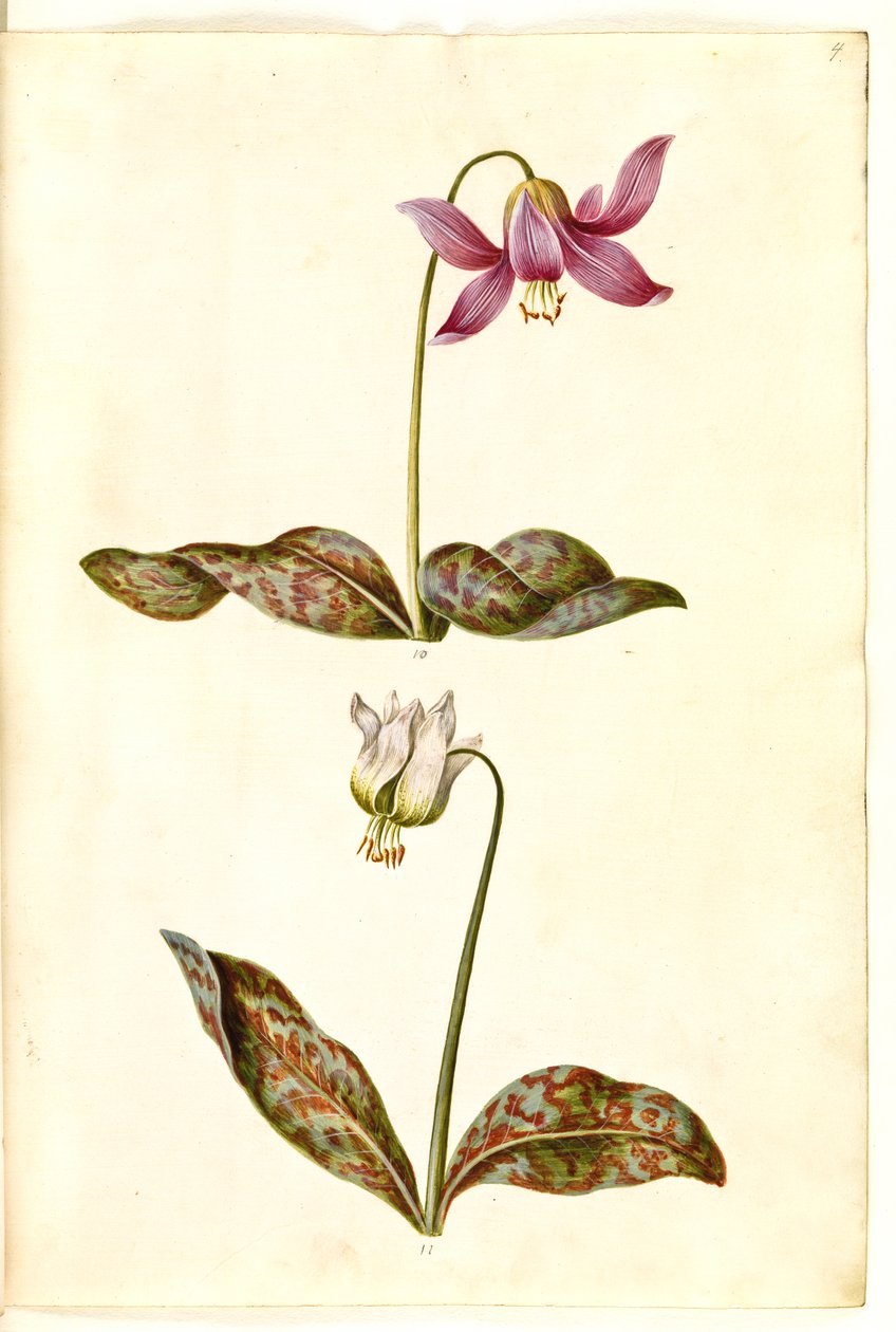 Erythronium dens-canis da Hans Simon Holtzbecker