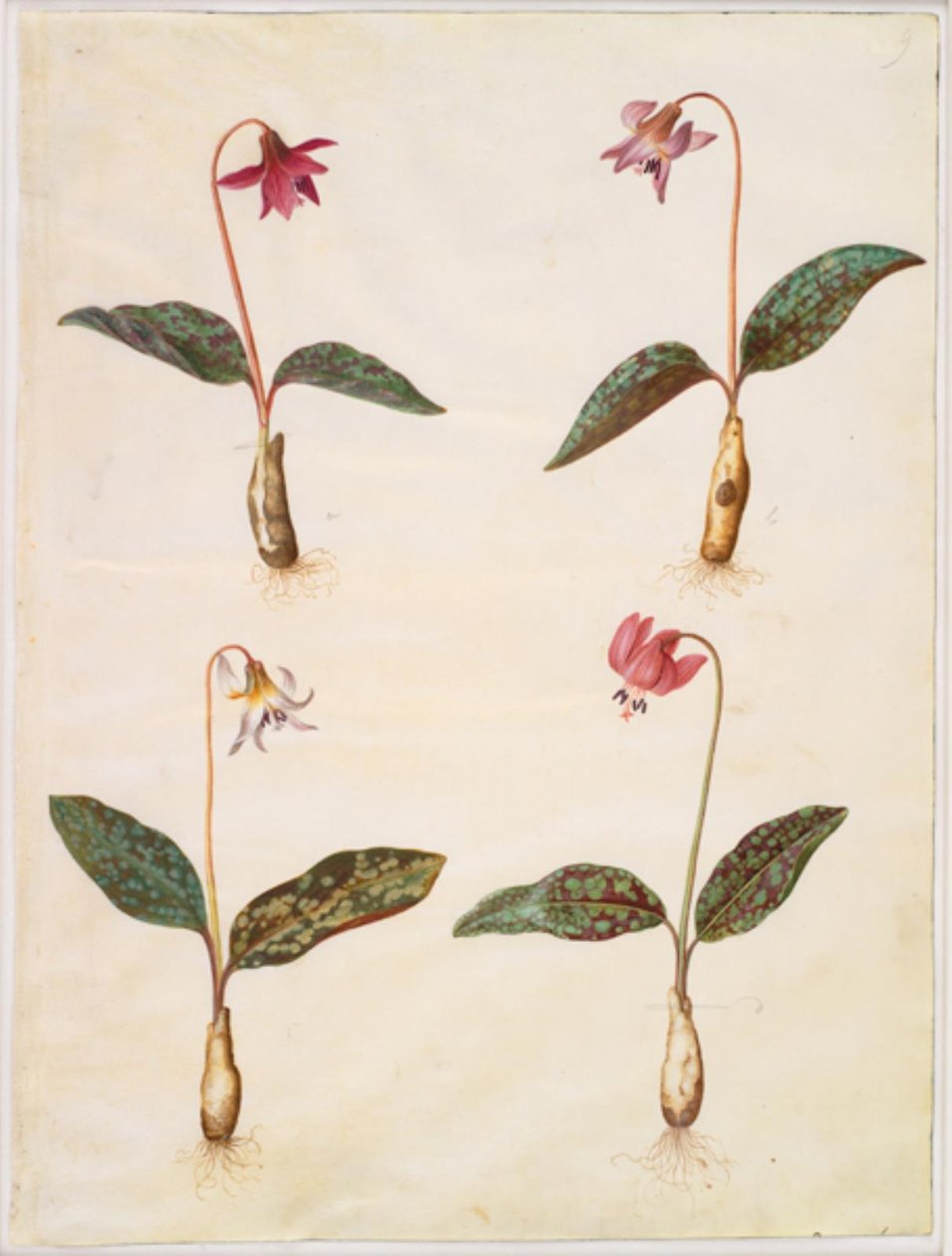 Erythronium dens-canis (dente di cane) da Hans Simon Holtzbecker