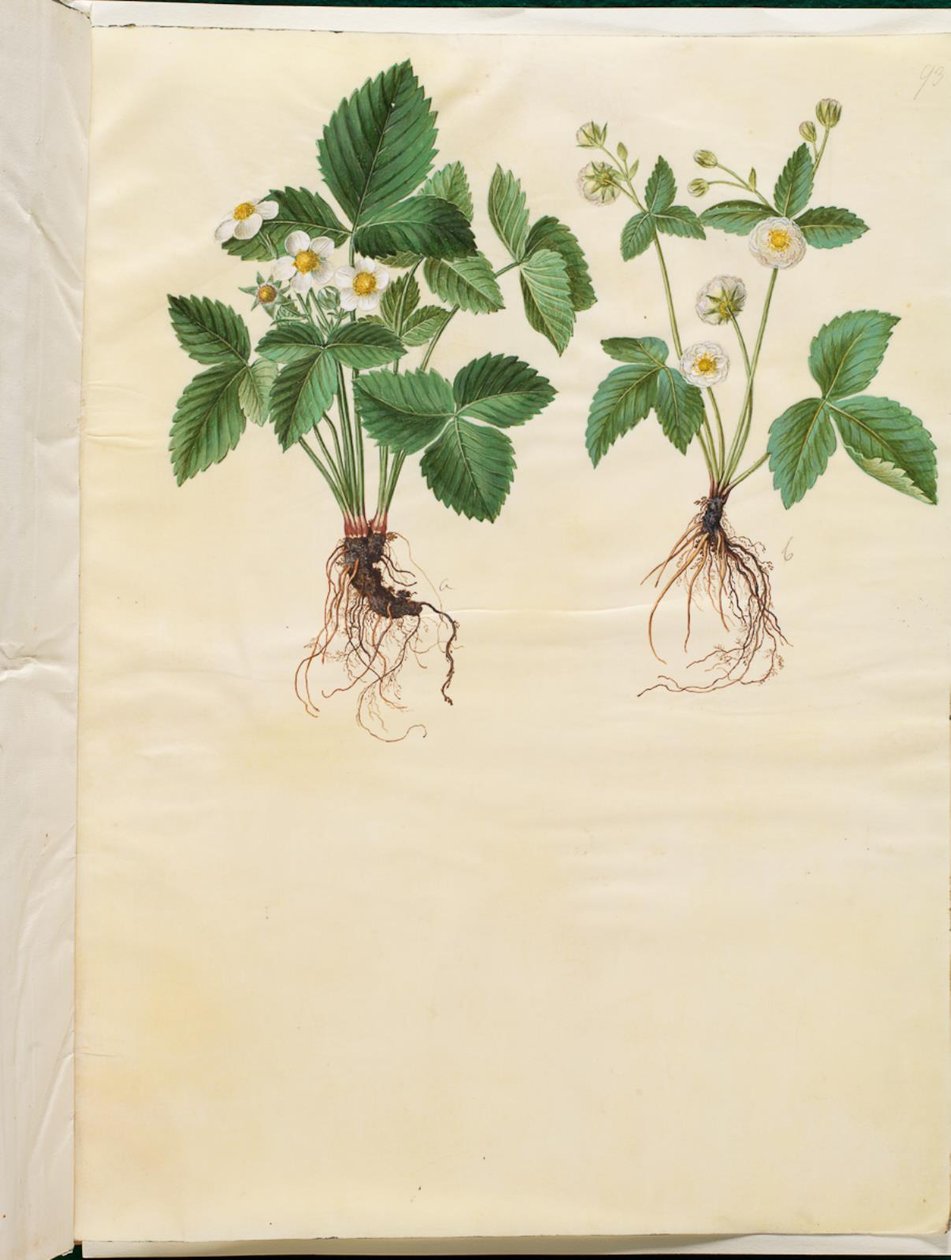 Fragaria vesca (fragola selvatica) da Hans Simon Holtzbecker