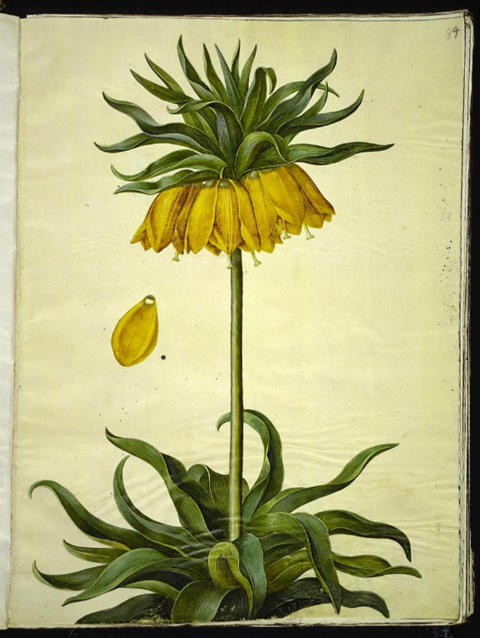 Fritillaria imperialis (corona imperiale) da Hans Simon Holtzbecker
