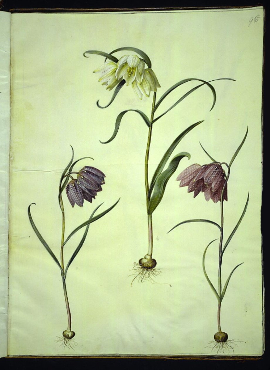 Fritillaria meleagris (viburno comune) da Hans Simon Holtzbecker