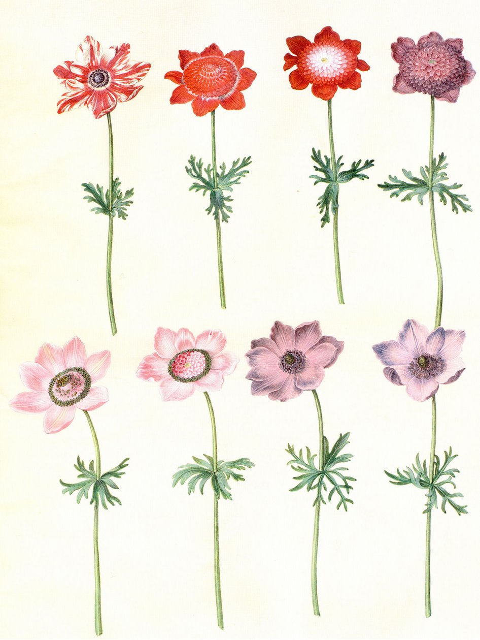Gc25 anemone coronaria da Hans Simon Holtzbecker
