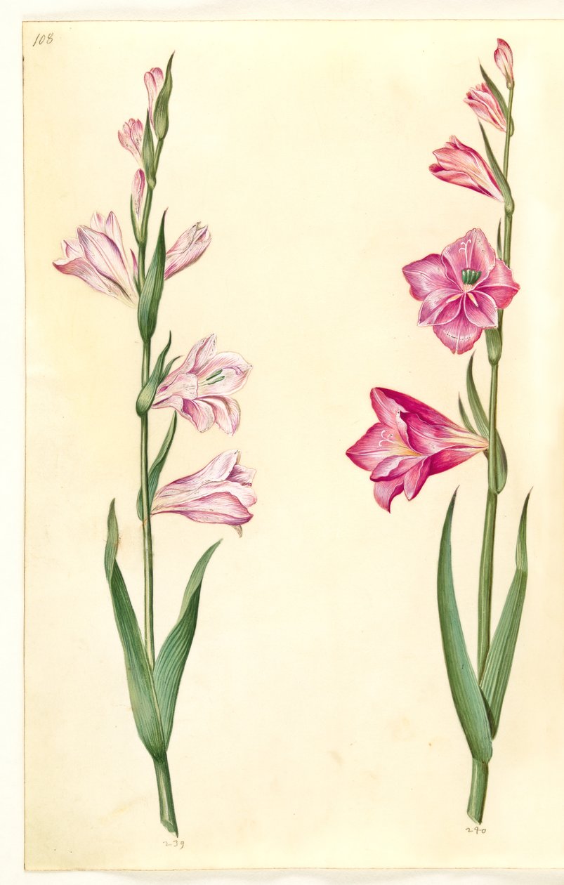 Gladiolus communis (gladiolo comune) da Hans Simon Holtzbecker