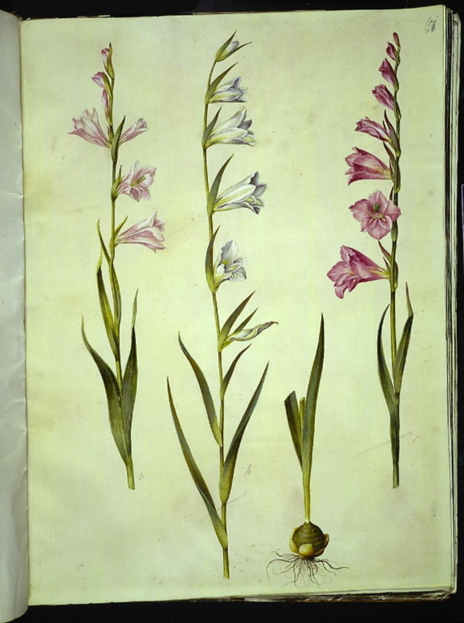 Gladiolus communis (gladiolo comune) da Hans Simon Holtzbecker