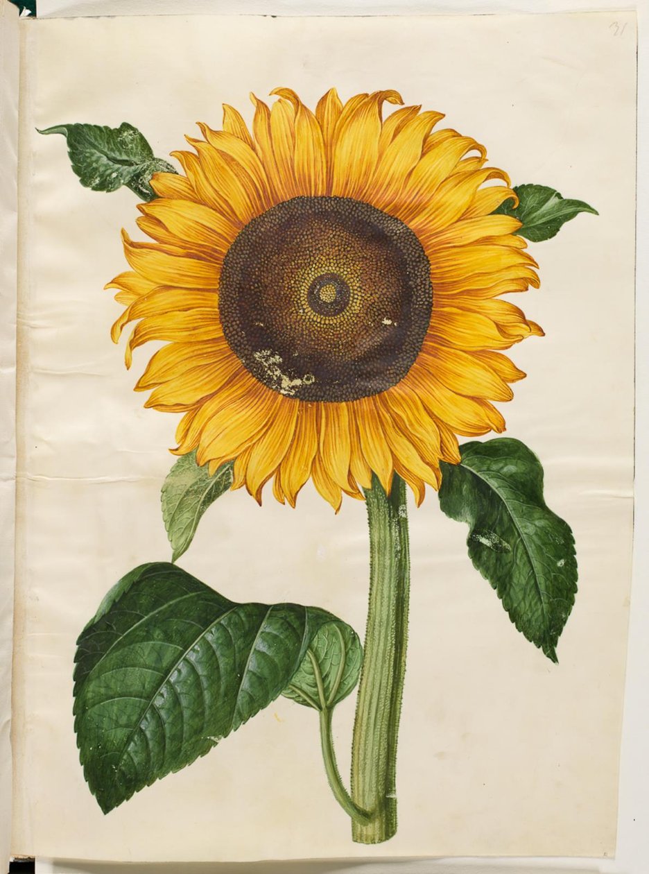Helianthus annuus (girasole comune) da Hans Simon Holtzbecker