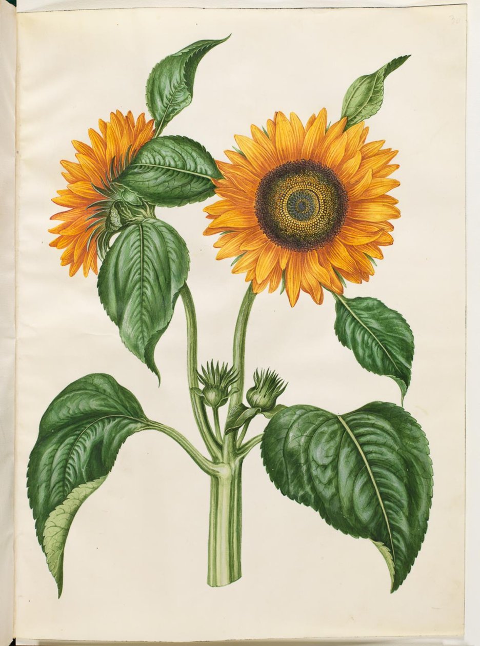 Helianthus annuus (girasole comune) da Hans Simon Holtzbecker