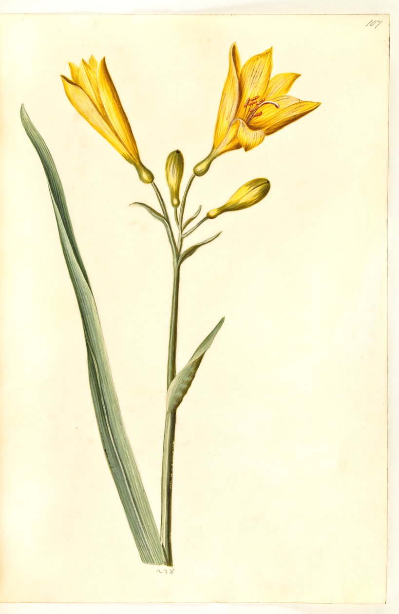 Hemerocallis lilioasphodelus (giglio giallo) da Hans Simon Holtzbecker