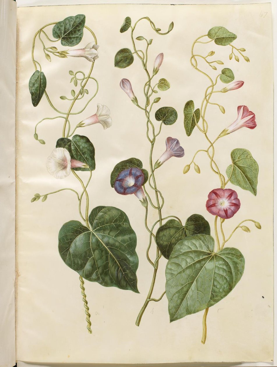 Ipomoea purpurea (purpur-pragtsnerle) da Hans Simon Holtzbecker