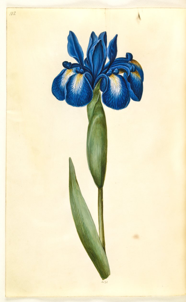Iris latifolia (iris inglese) da Hans Simon Holtzbecker