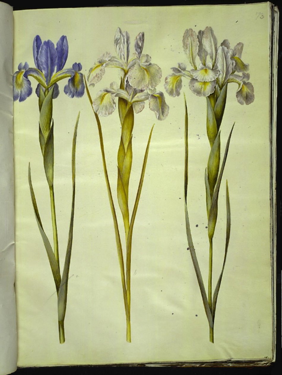 Iris latifolia (iris inglese) da Hans Simon Holtzbecker