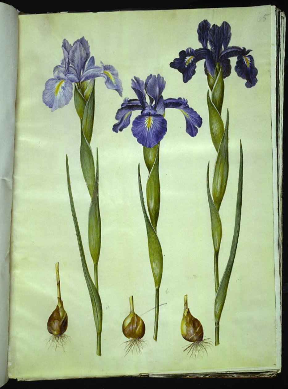 Iris latifolia (iris inglese) da Hans Simon Holtzbecker