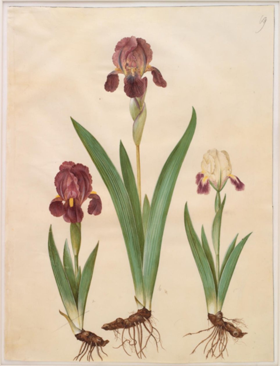 Iris ×lurida (ibrido di iris) da Hans Simon Holtzbecker