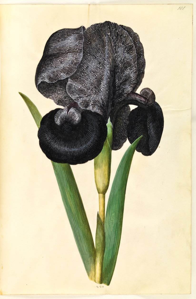 Iris susiana (iris del lutto) da Hans Simon Holtzbecker