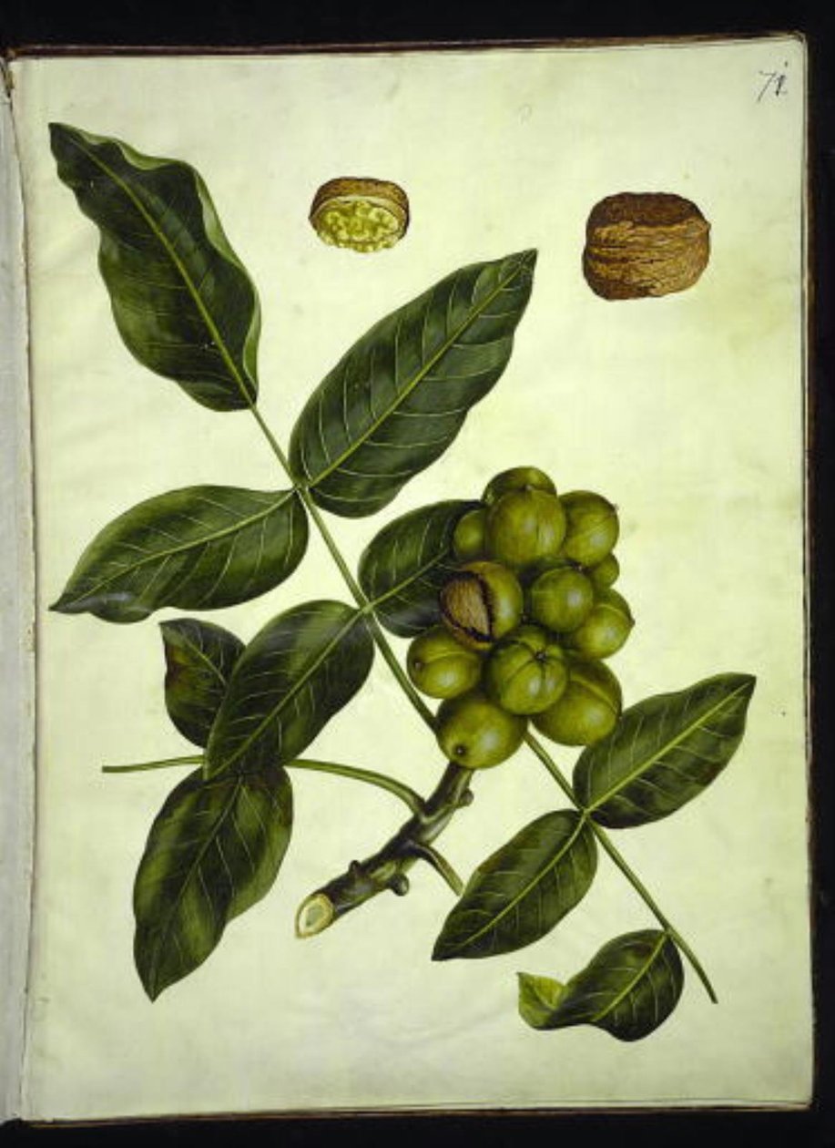 Juglans regia (noce comune) da Hans Simon Holtzbecker