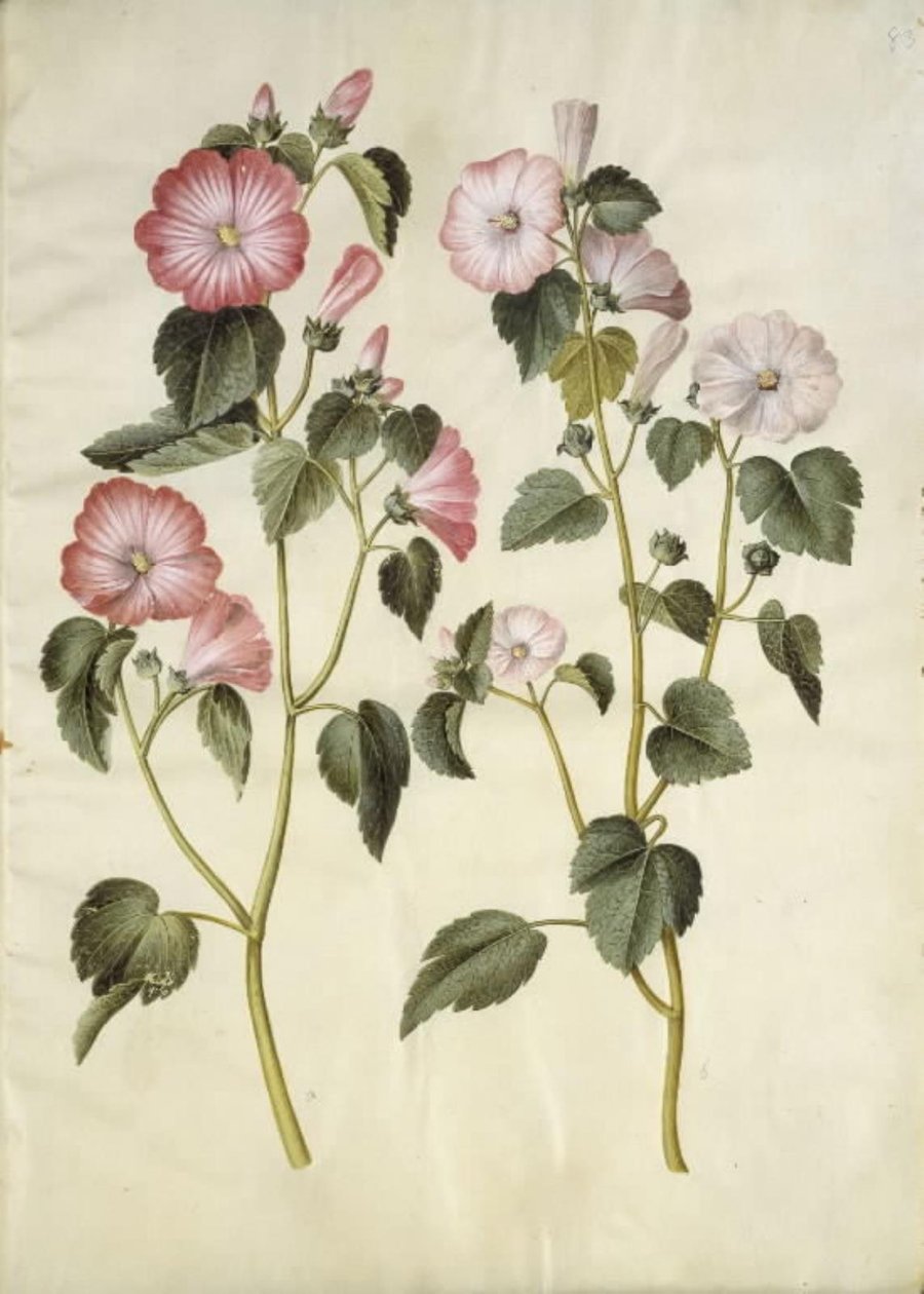Lavatera trimestris (mamelucchi) da Hans Simon Holtzbecker