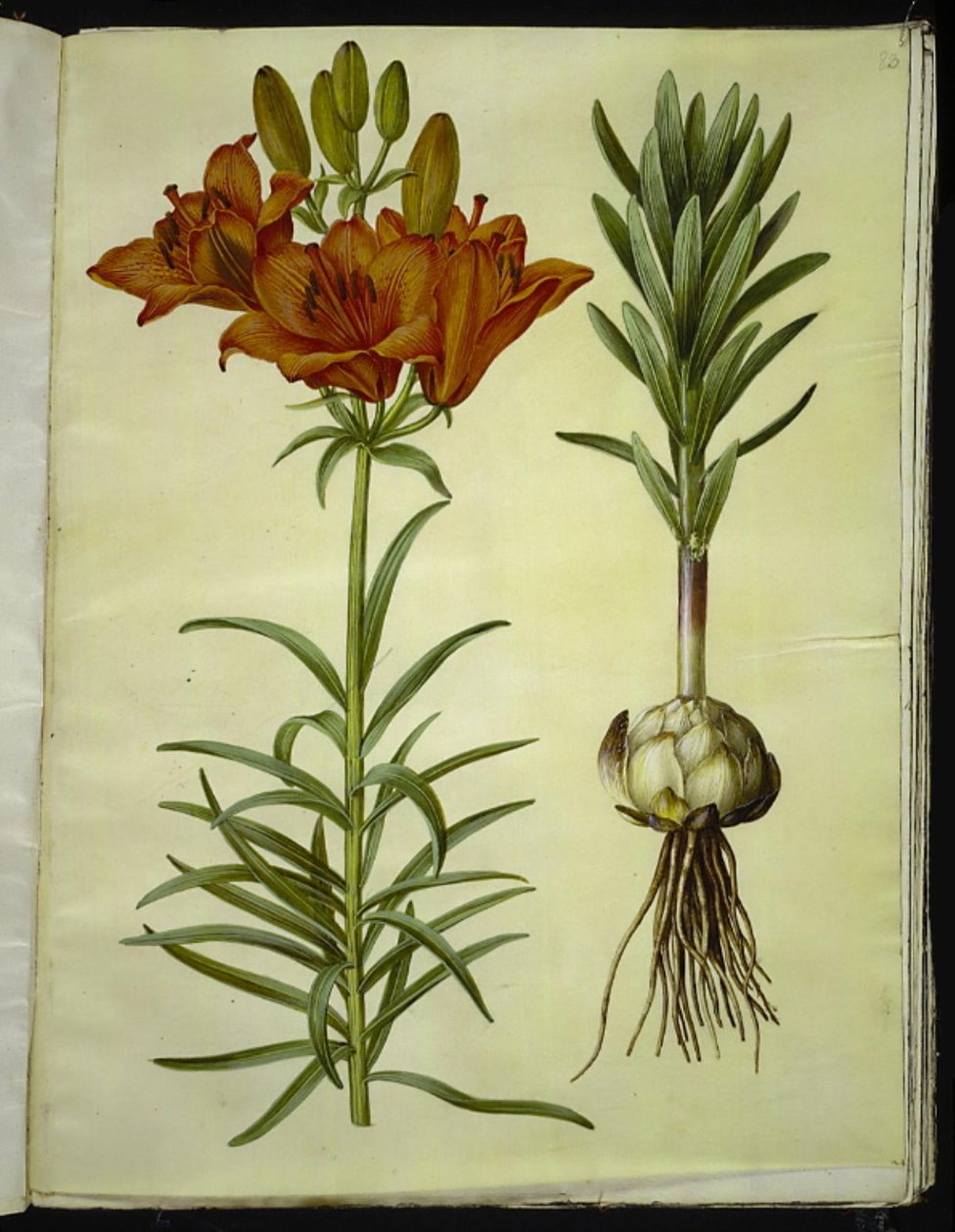 Lilium bulbiferum (giglio di fuoco) da Hans Simon Holtzbecker