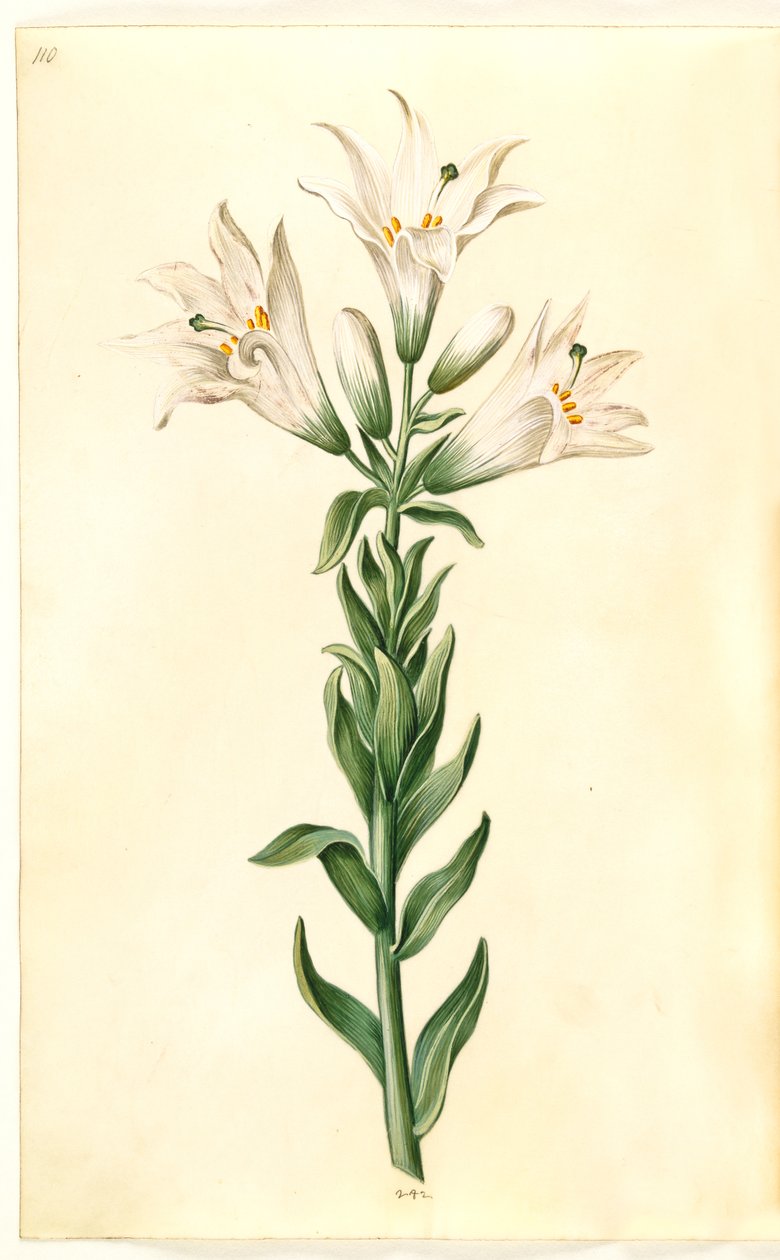 Lilium candidum (giglio della Madonna) da Hans Simon Holtzbecker