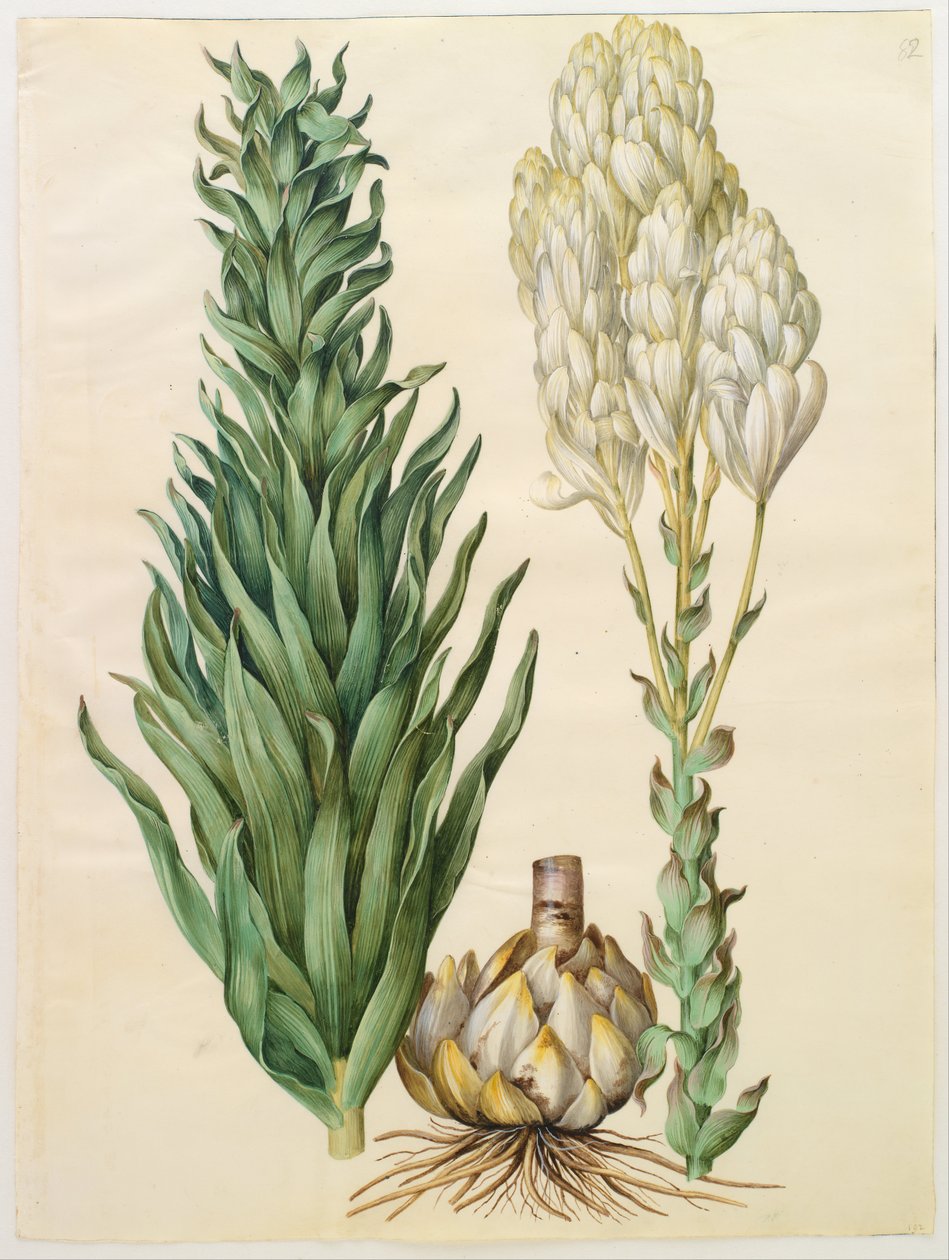 Lilium candidum monstrosum da Hans Simon Holtzbecker
