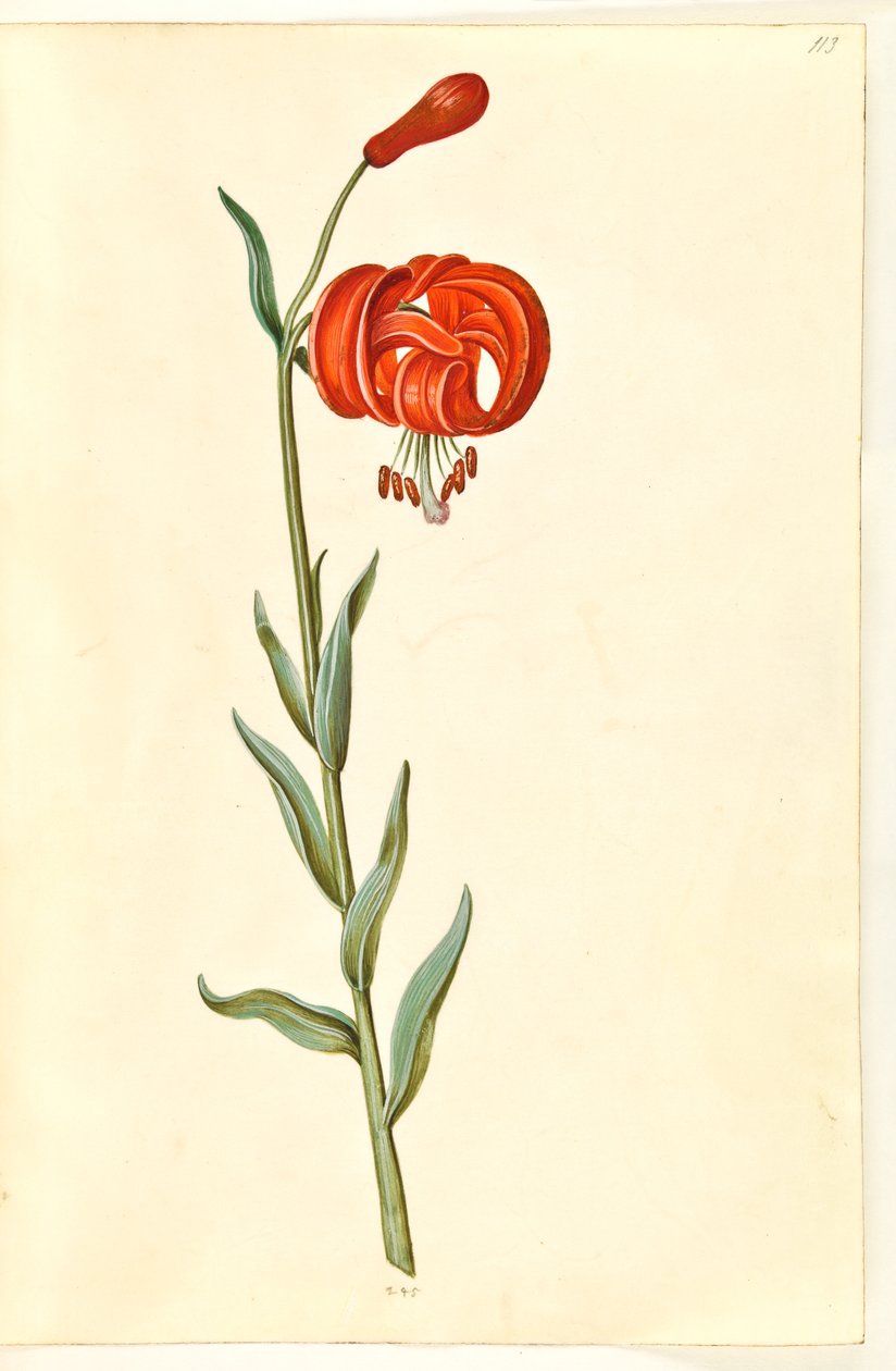 Lilium chalcedonicum (giglio rosso) da Hans Simon Holtzbecker