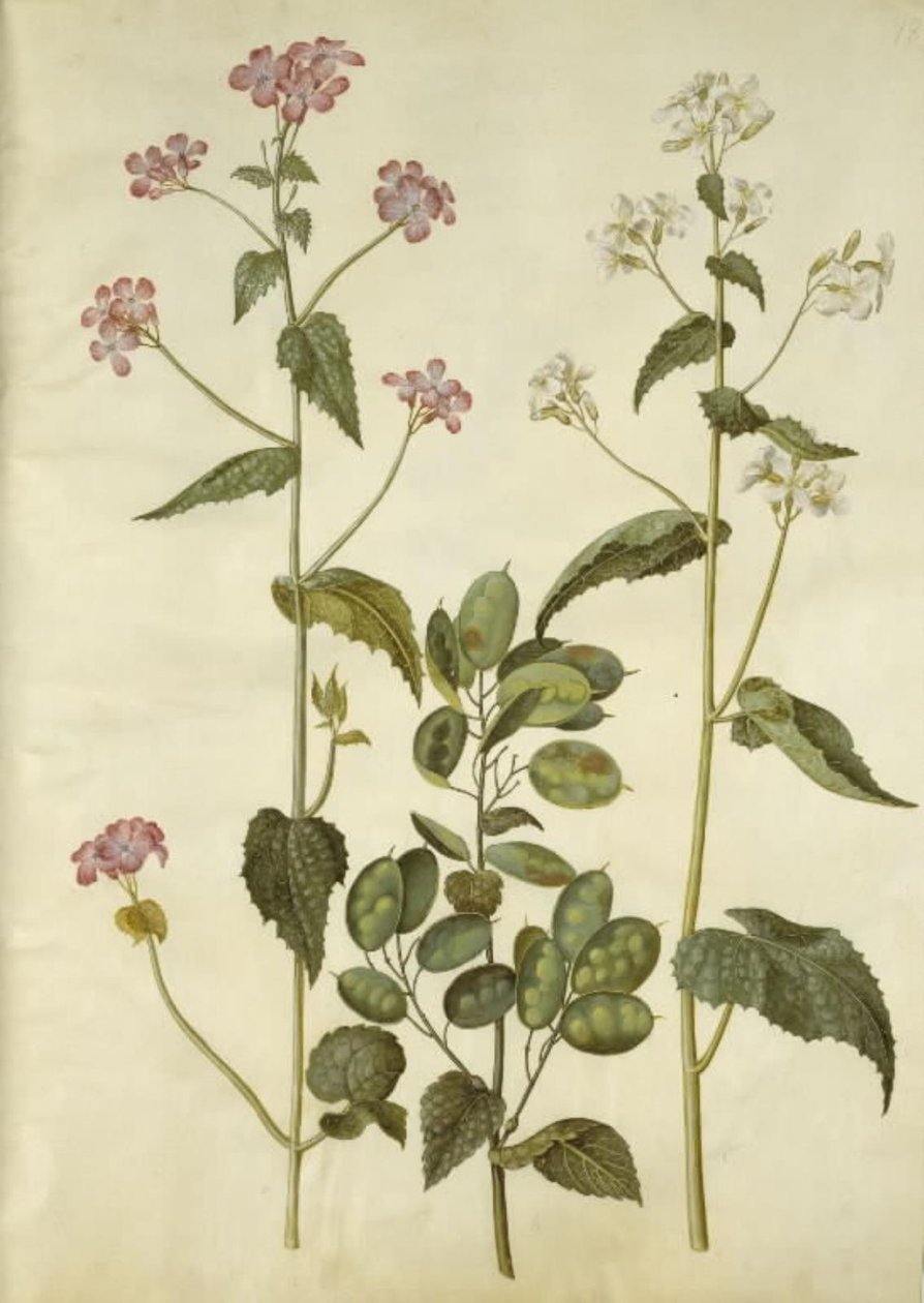 Lunaria annua (monete di Giuda) da Hans Simon Holtzbecker