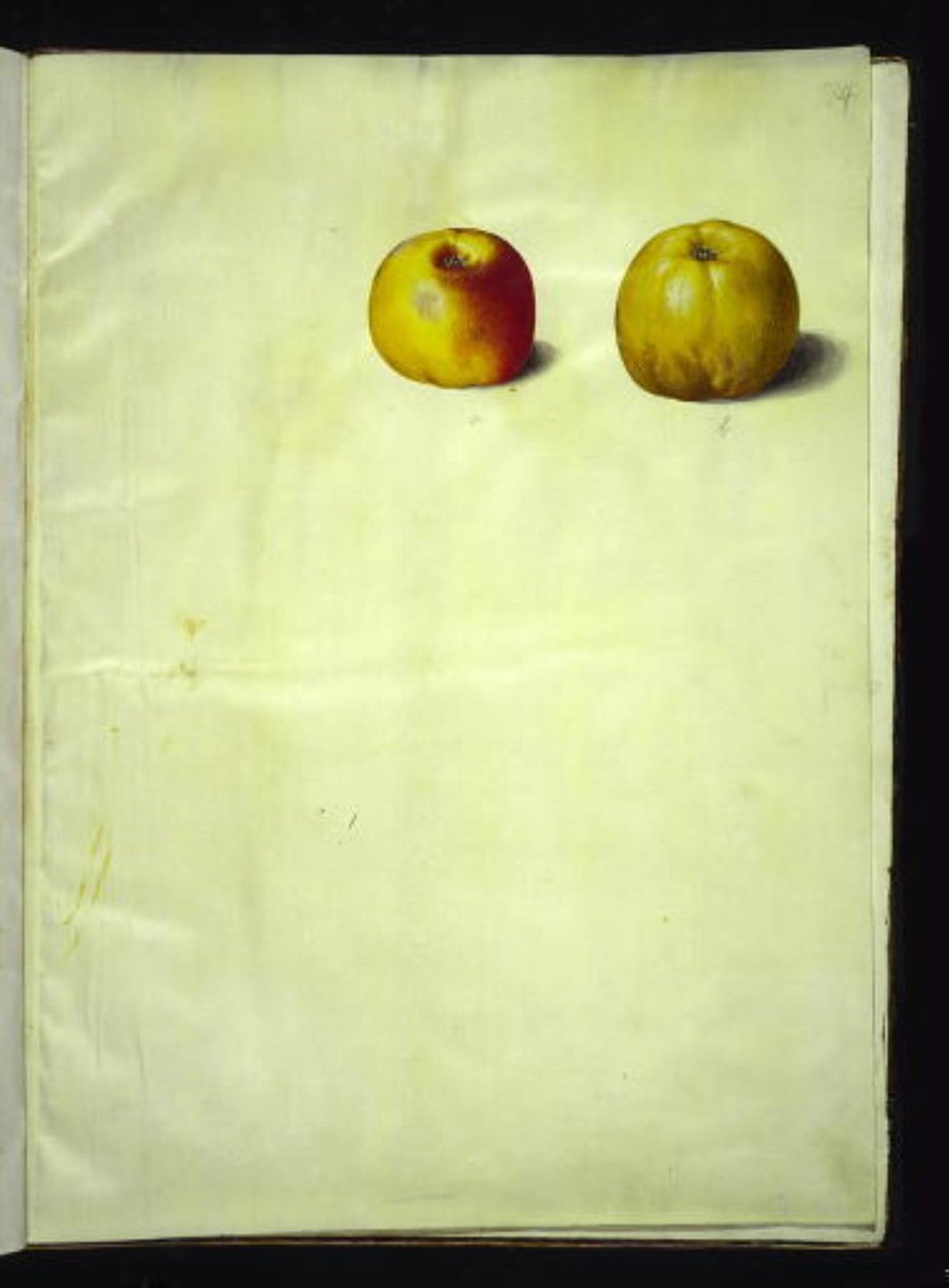 Malus domestica (mela comune) da Hans Simon Holtzbecker