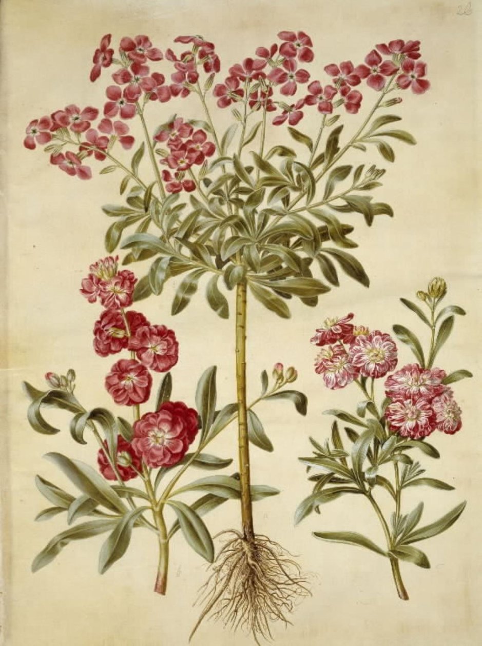 Matthiola incana (violaciocca invernale) da Hans Simon Holtzbecker