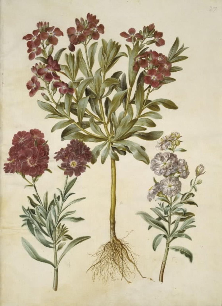 Matthiola incana da Hans Simon Holtzbecker