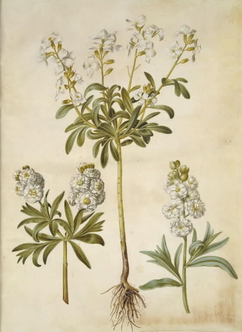 Matthiola incana (levkoi invernale) da Hans Simon Holtzbecker